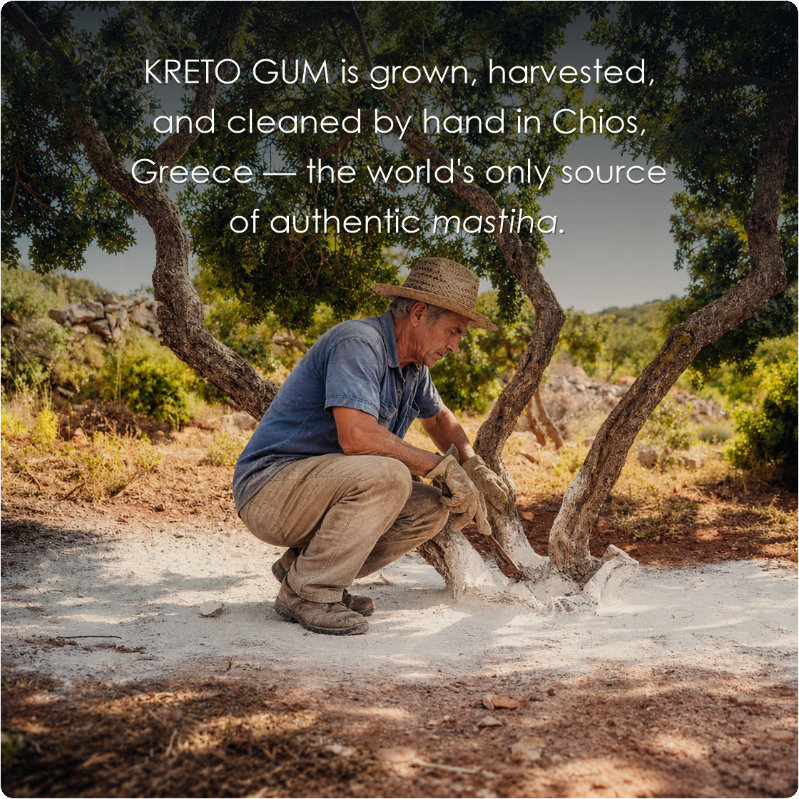 Mastic traditionally harvested on Chios, Greece